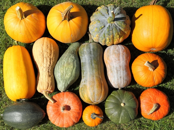 A range of pumpkins and squashes